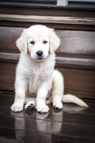 Golden Retriever Noble Loyal Companions Puppies Retriever