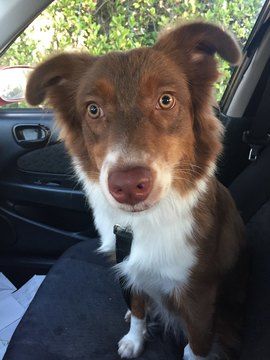 Australian Shepherd Puppy For Sale In Orlando Fl Adn 71586 On