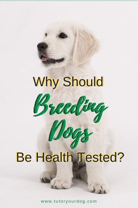 Why Should Breeding Dogs Be Health Tested Dog Breeds Why Should Breeding Dogs Be Health