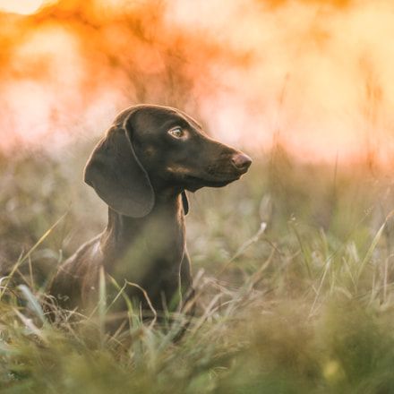 Make Massive Change To Your Dachshund S Behaviour In Just 1 Day