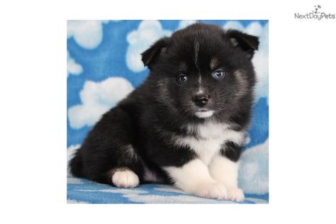 Pomsky Puppy For Sale Near Des Moines Iowa 447ec130 Ad01