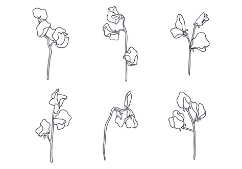 Sweet Pea Ilustration Vector. Choose from thousands of ...