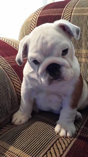 Facts On The Friendly Bulldog Puppy Health Bulldogstuffbesties