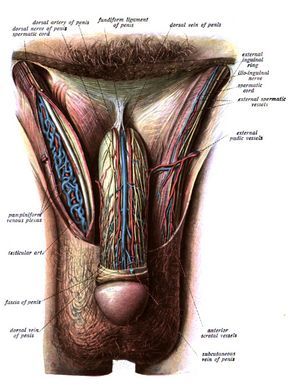 anatomia prostata grayson dolan