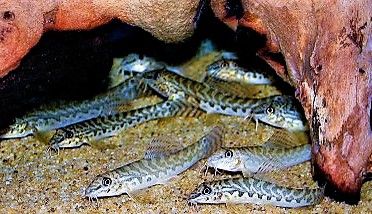 Dwarf Chain Loach Tr Ambastaia Sidthimunki Freshwater Aquarium Fish Tropical Fish Fresh Water