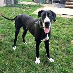 Figure Out Even More Information On Great Dane Take A Look At