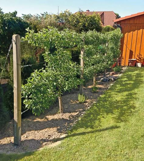54+ Obst Im Kleinen Garten, Hier ist eine auswahl besonders beliebter
