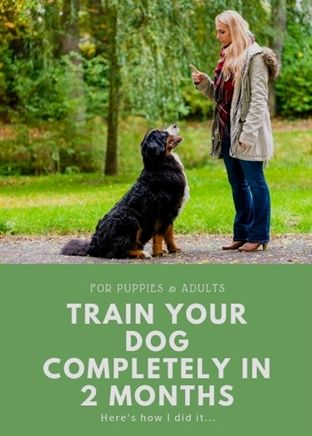 Dog Training Facility Dog Training Oregon Dog Training 91344