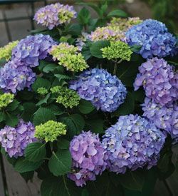 Hydrangeas White Flower Farm S Blog White Flower Farm Hydrangea Not Blooming Growing Hydrangeas