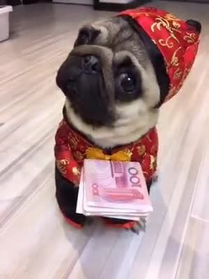 This Pug In Chinese Clothes Wants To Say Happy Chinese New Year
