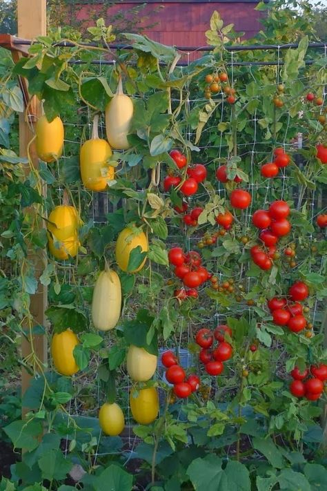 growing spaghetti squash gardening pinterest growing spaghetti grow spaghetti squash