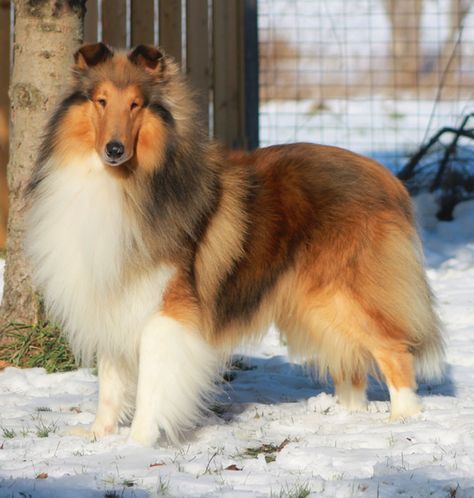 Champion American Rough Collies Recherche Google Rough Collie