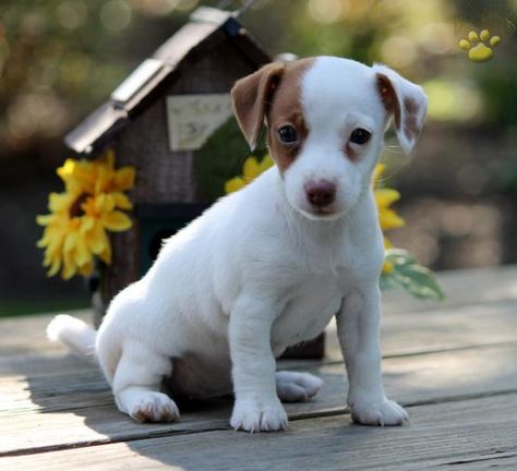 Sophie Jack Russell Terrier Puppy For Sale In Cochranville Pa
