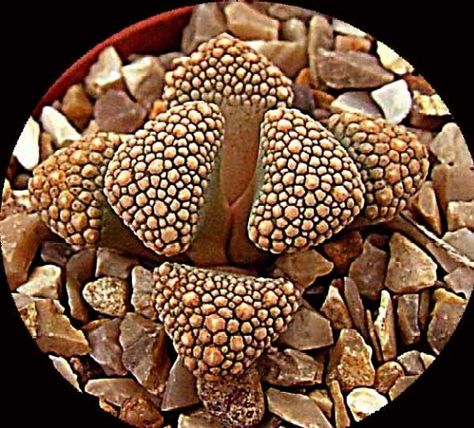 titanopsis seeds semillas 10 graines de Titanopsis Calcarea