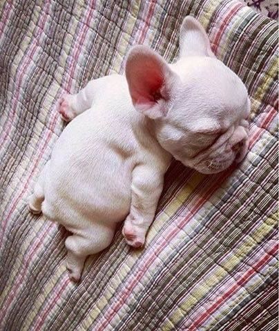 That Good Sleep Cute Animals French Bulldog Puppies Baby