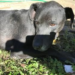 Fort Worth Tx Great Dane Meet 40077049 A Dog For Adoption