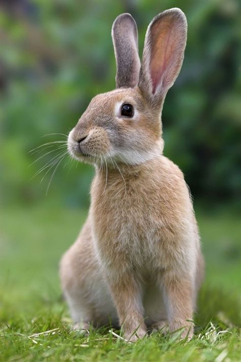 Rabbit Images Pixabay Download Free Pictures Indoor Rabbit Rabbit Hutches Rabbit