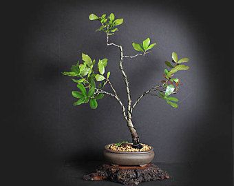 Myrtle Oak Bonsai Tree, Acorn Collection from LiveBonsaiTree | Pre bonsai, Bonsai tree, Bonsai Myrtle Oak Bonsai Tree, Acorn Collection from LiveBonsaiTree | Pre bonsai, Bonsai tree, Bonsai