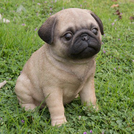 Hi Line Gift Ltd Pug Puppy Brown Pug Puppies Black Pug