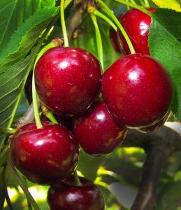 Heirloom Fruit Trees For Home Farm Trees Of Antiquity Rooted Organic Growing Cherry Trees Cherry Tree Cherry Tree From Seed