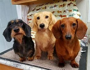 Image Result For Full Grown Mini Doxie Dachshund Breed