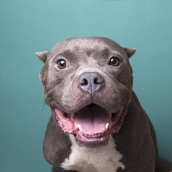 Adopt Athena On Pitbulls Pitbull Terrier Terrier Dogs