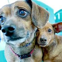 Pin By Lisa Fagan On Weiner Dogs Dachshund Adoption Dachshund
