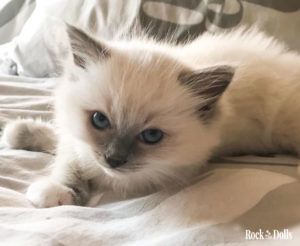Ragdoll Blue Point Mitted Chatons Ragdoll Bebe Chat Chats Et Chatons Ragdoll Blue Point Mitted Chatons Ragdoll Bebe Chat Chats Et Chatons