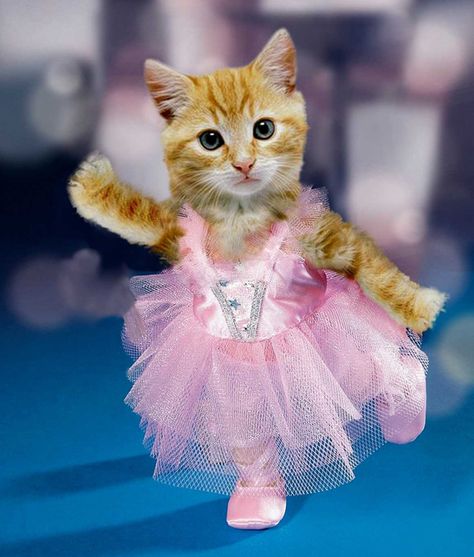 62 Idees De Les Chat Drole Chat Drole Chat Chats Droles 62 Idees De Les Chat Drole Chat Drole Chat Chats Droles