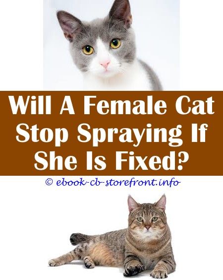 Female Cat Spraying Motion