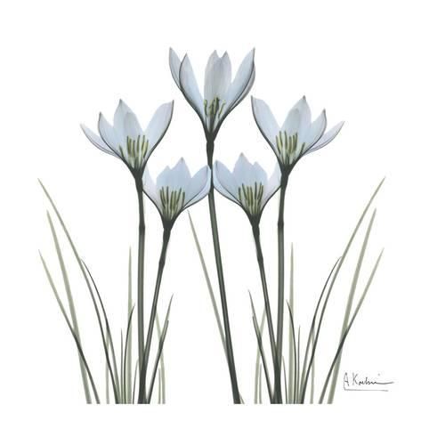 White Rain Lily Ii' Art Print - Albert Koetsier | Art.com | Rain Lily, White Lily Flower, Lilies Drawing