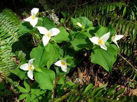 20 fresh seeds Hardy shade perennial Western White TRILLIUM trillium ovatum
