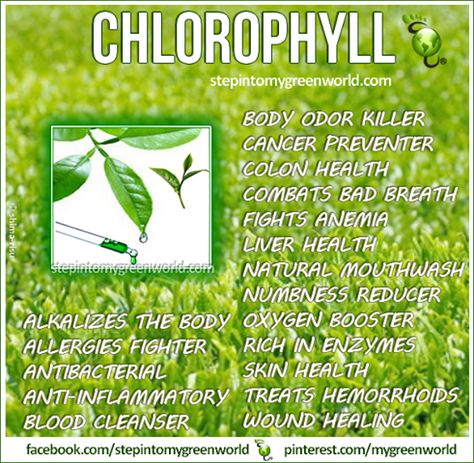chlorophyll wheatgrass coolfitness