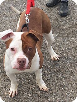 Pictures Of Ziri A American Bulldog Pit Bull Terrier Mix For
