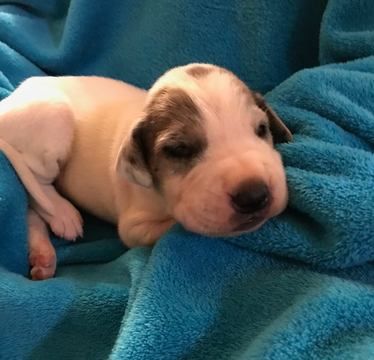 Great Dane Puppy Great Dane Dogs Dane Puppies Dane Dog