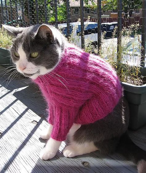 109 Cats In Sweaters
