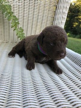 Chesapeake Bay Retriever Puppy For Sale In Tuscaloosa Al Usa