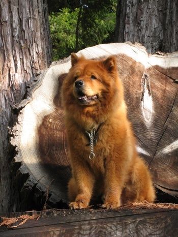 Time For Adventure In The Forest This Chow Chow Is Looking So