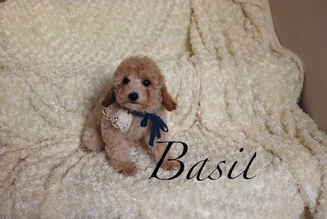 Poodle Toy Puppy For Sale In Las Vegas Nv Adn 69318 On