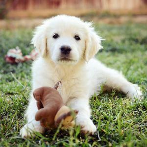 Golden Retriever Puppies Goldenretrieverpuppy Golden Retriever