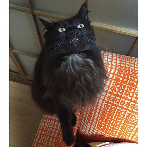 やばいレベルでブサイク顔(; ̄ェ ̄) 猫 ネコ ねこ 黒ネコ