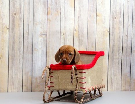 Dachshund Puppy For Sale In Portsmouth Oh Adn 60845 On