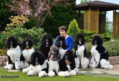 Beautiful Parti Poodles Do You Have A Parti Fur Friend Parti