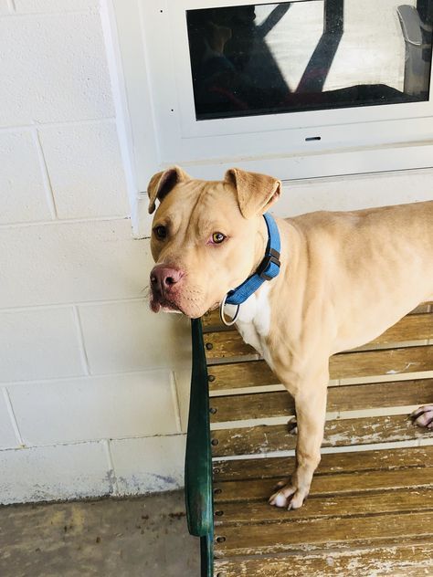 Love The Breed Pitbull Puppies Pitbull Puppies For Sale Pitbulls