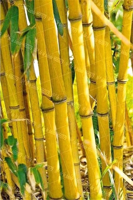 Riesenbambus Bambusa arundinacea essbare Sprossen 20 Samen
