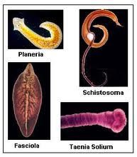 desen platyhelminthes