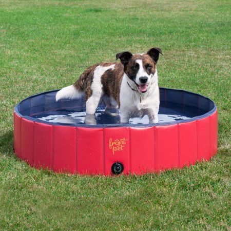 Toys Dog Swimming Pools Cool Pets Your Pet