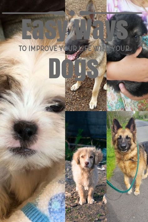 Prepare Yourself For Taking Care Of A Dog Dogs Dog Spay Dog Care
