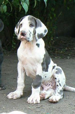 Cute Great Dane Puppies Bing Images Greatdanepuppies Dane