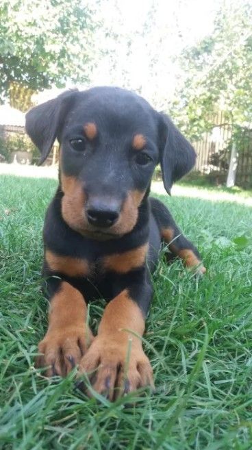Doberman Pinscher Doberman Pinscher Dog Doberman Pinscher Puppy